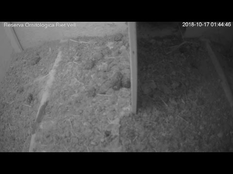 Lechuza común-Reserva Ornitológica Riet Vell-web disclose material positioning/BirdLife