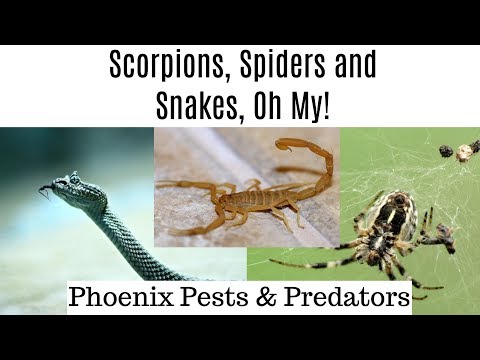 Fashioned Pests and Bugs In Arizona | Living In Phoenix Arizona
