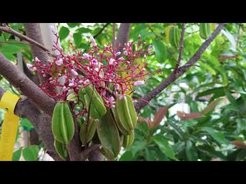 Growing Starfruit trees in Phoenix AZ