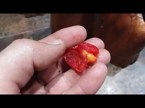 PEANUT BUTTER FRUIT! Phoenix Arizona!