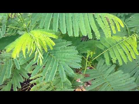 Increasing a Royal Poinciana in Phoenix Arizona Home